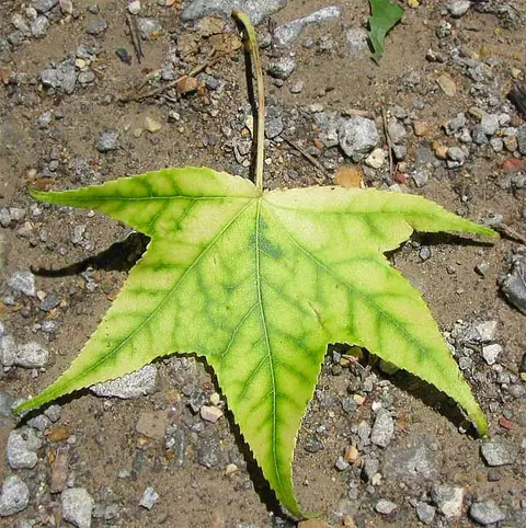 Example of interveinal chlorosis: a leaf yellowing between green veins, on another plant