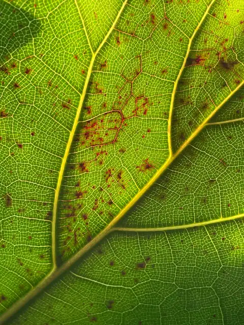 Example of edema blisters on a fiddle-leaf fig leaf, on another plant