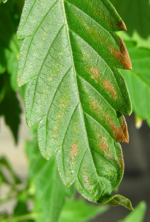 Example of fertiliser burn browning a leaf between its veins, on another plant