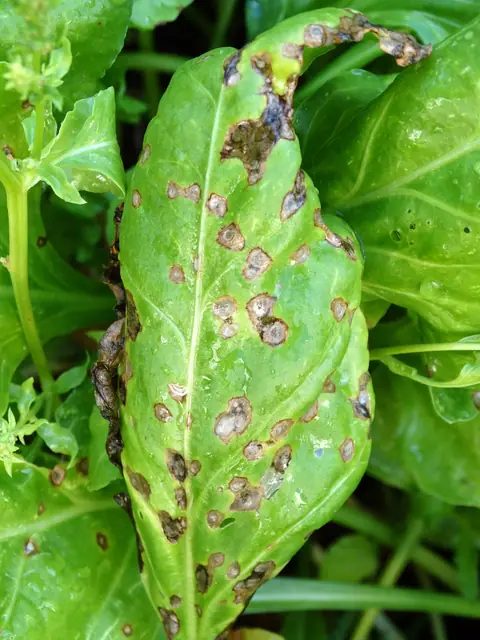 Example of Cercospora leaf spots with dark rims on a spinach leaf, on another plant