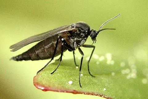 Example of an adult fungus gnat resting on a leaf, on another plant