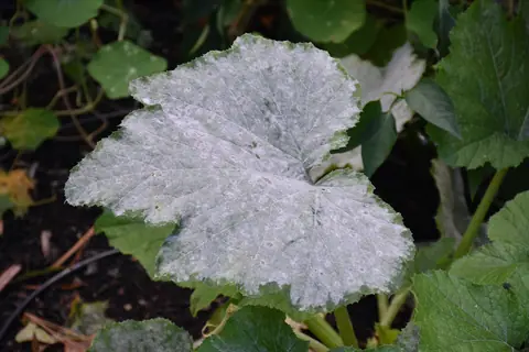 Example of powdery mildew's white coating on leaves, on another plant