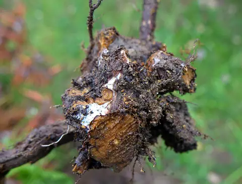 Example of Phytophthora root rot on a dug-up root ball, on another plant