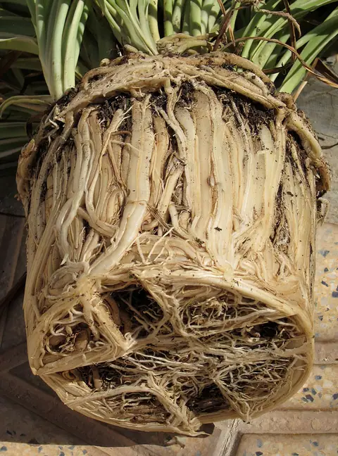 Example of a root-bound root ball, roots circling the pot's shape, on another plant