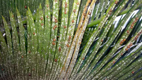 Example of armoured scale insects dotting a cycad frond, on another plant
