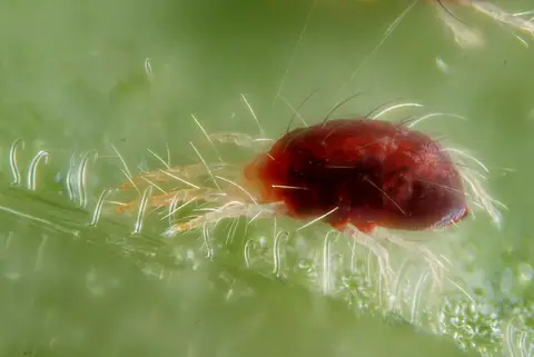 Example of a two-spotted spider mite among its silk threads, on another plant