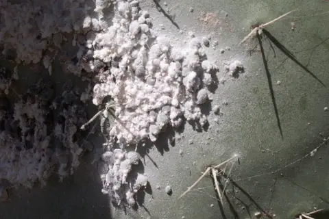 Example of cottony cochineal scale massed on a prickly pear pad, on another plant