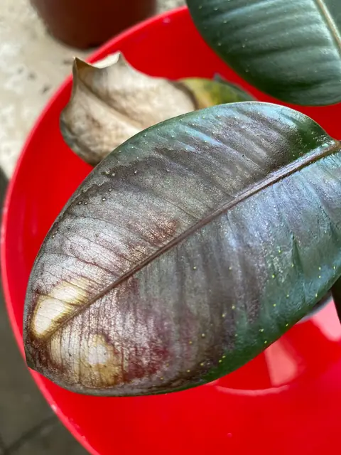 Example of a sunburnt rubber plant leaf, bleached and browned where the sun hit, on another plant