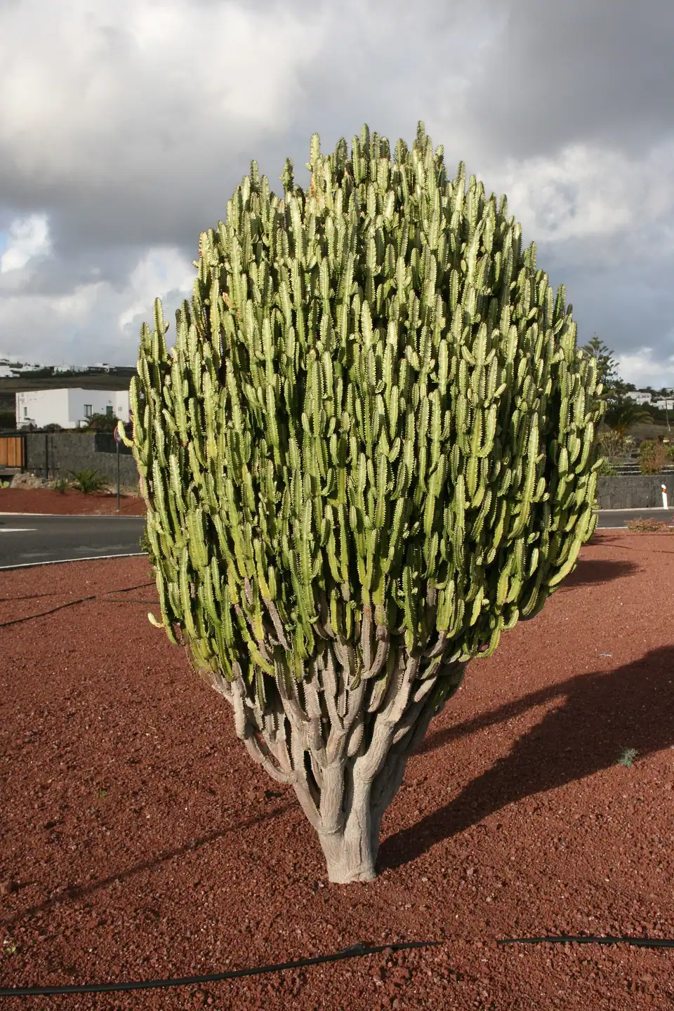 Reference photo of African Milk Tree (Euphorbia trigona)