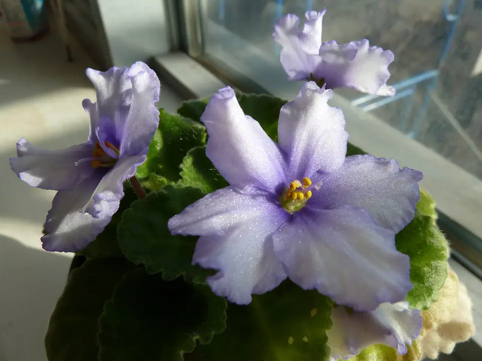 Reference photo of African Violet (Streptocarpus ionanthus)
