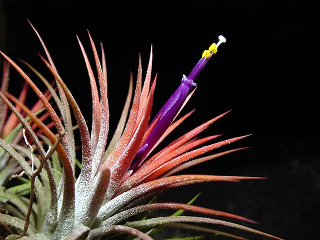 Reference photo of Air Plant (Tillandsia ionantha)