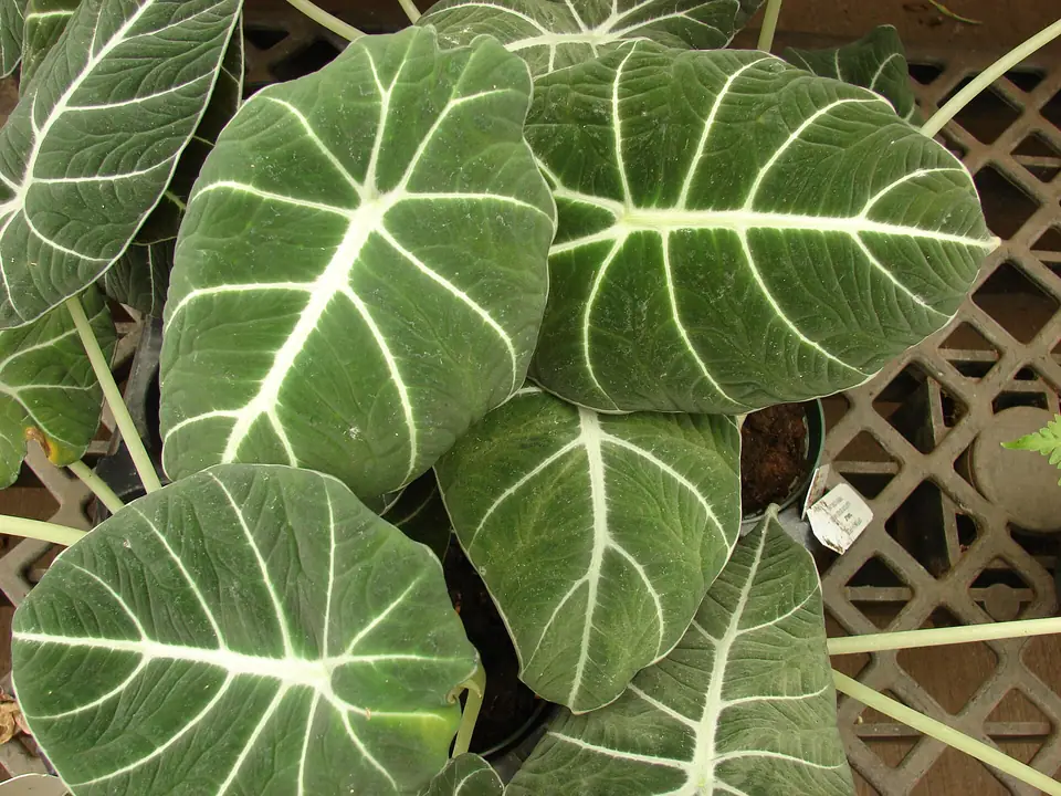 Reference photo of Alocasia Black Velvet (Alocasia reginula)