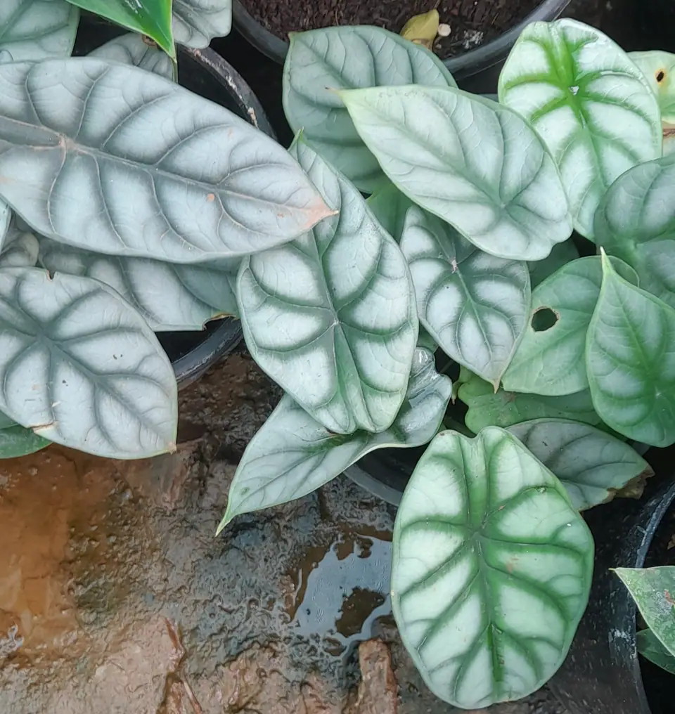 Reference photo of Alocasia baginda, the species Alocasia baginda 'Dragon Scale' belongs to