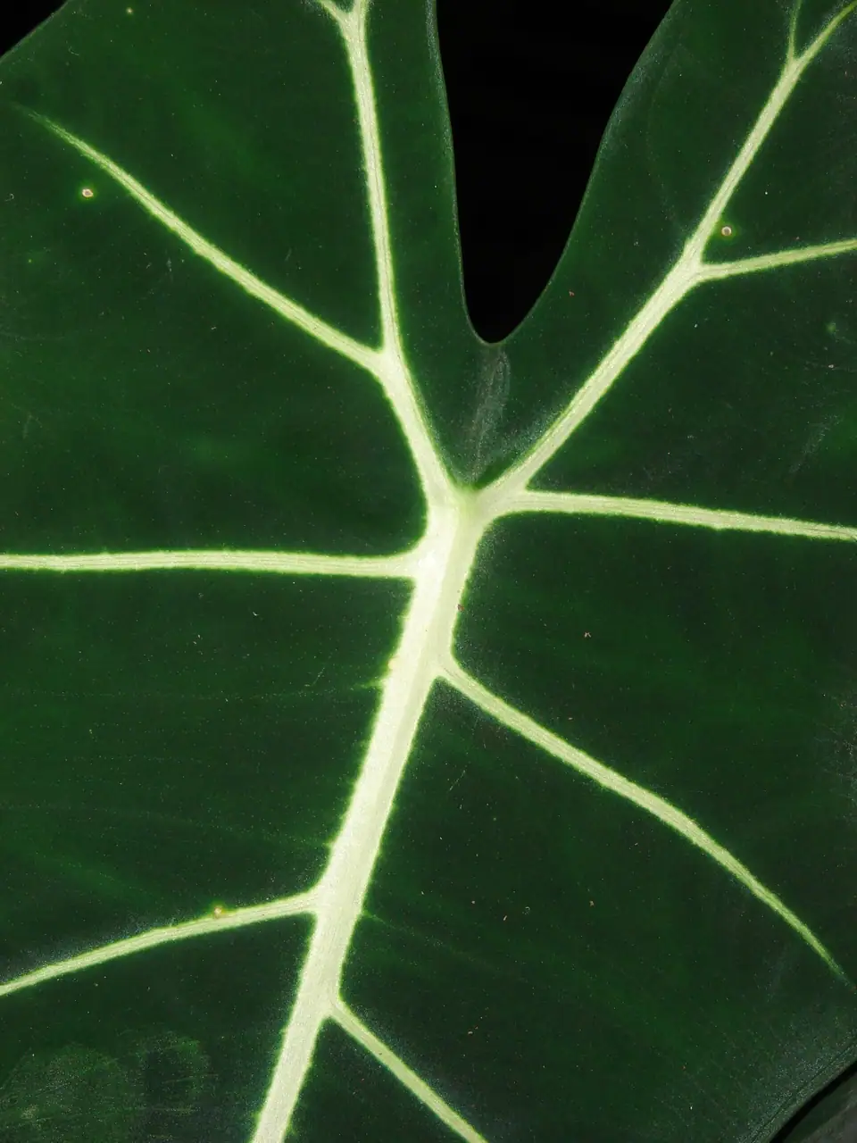 Reference photo of Alocasia Frydek (Alocasia micholitziana 'Frydek')