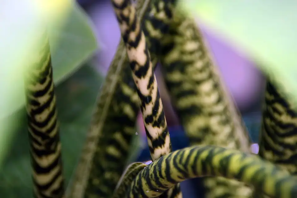 Reference photo of Alocasia Zebrina (Alocasia zebrina)