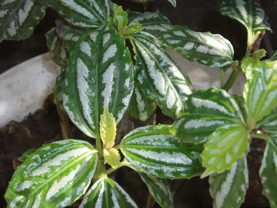 Reference photo of Aluminum Plant (Pilea cadierei)