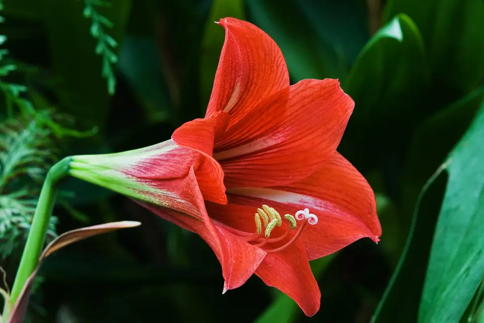 Reference photo of Amaryllis (Hippeastrum × hybridum)