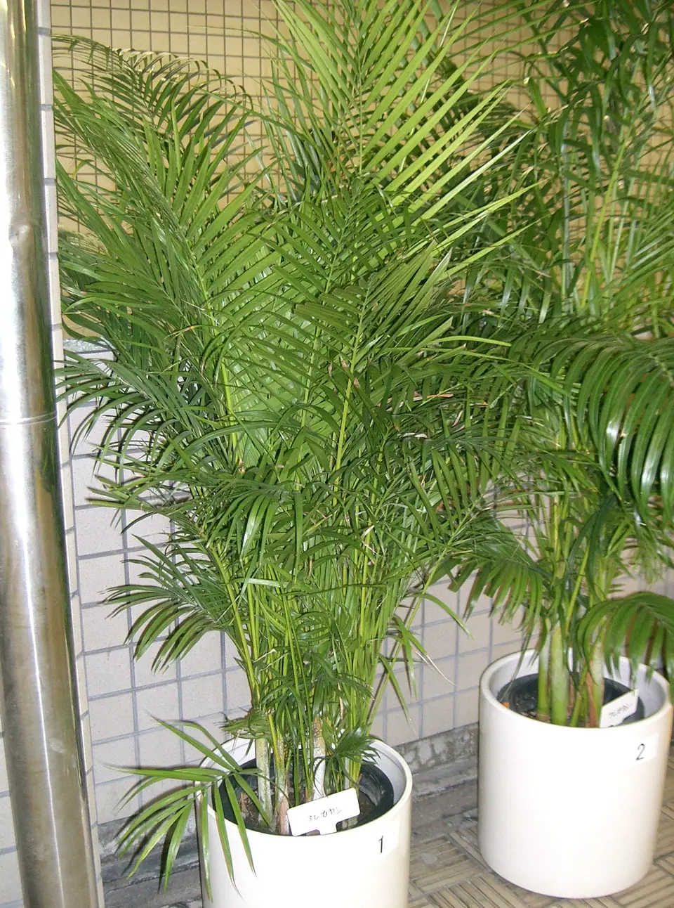 Reference photo of Areca Palm (Dypsis lutescens)