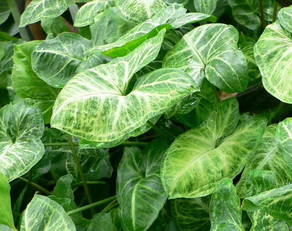 Reference photo of Arrowhead Plant (Syngonium podophyllum)