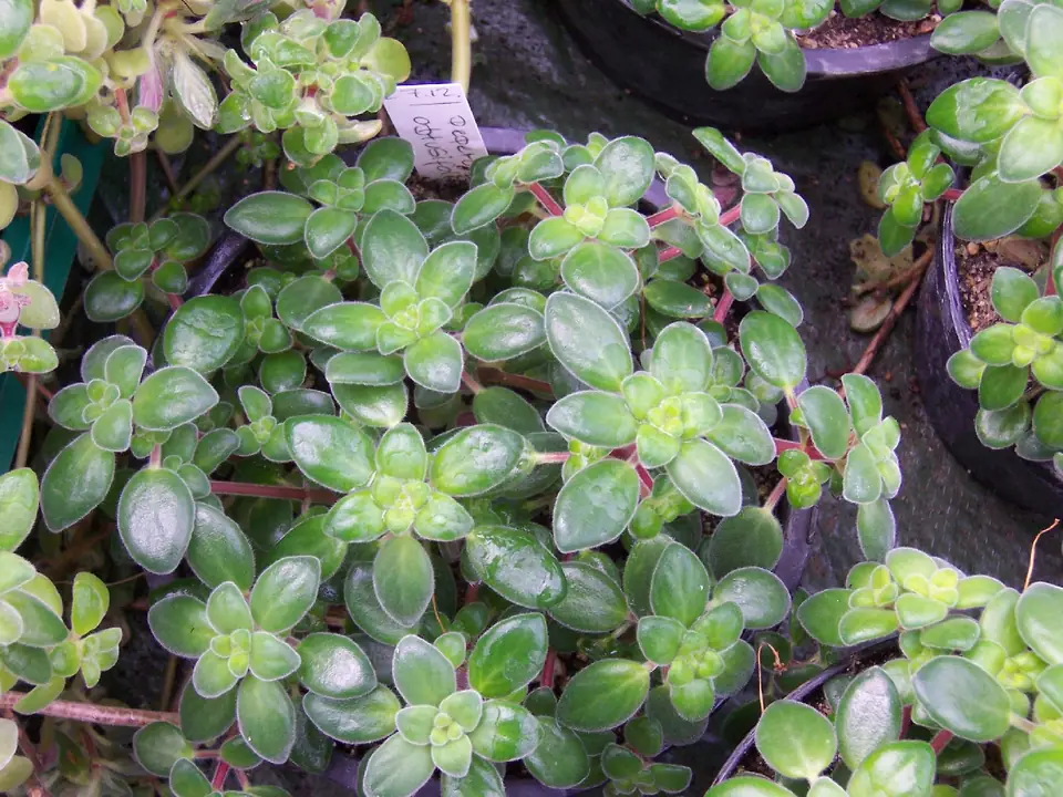 Reference photo of Baby Rubber Plant (Peperomia obtusifolia)