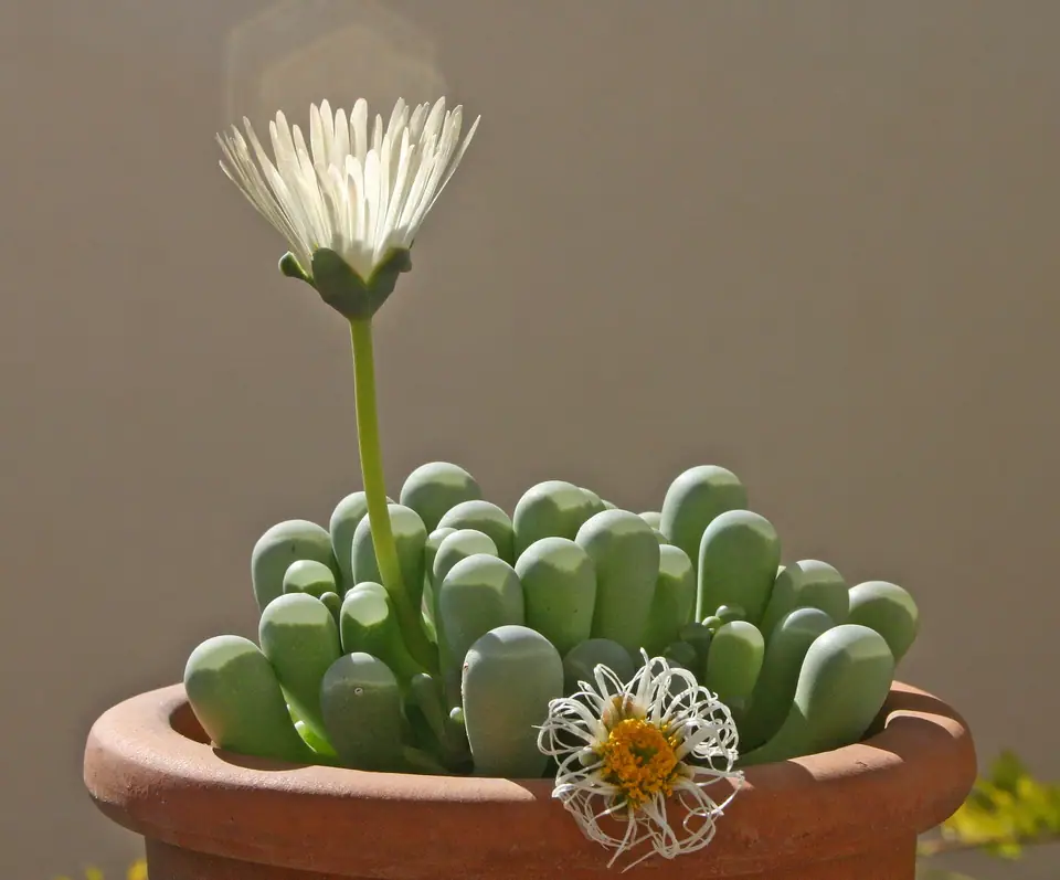 Reference photo of Baby Toes (Fenestraria rhopalophylla)