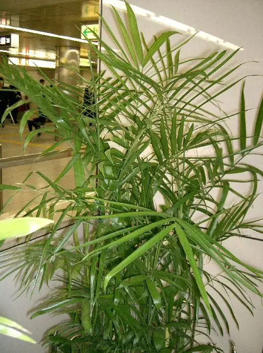 Reference photo of Bamboo Palm (Chamaedorea seifrizii)