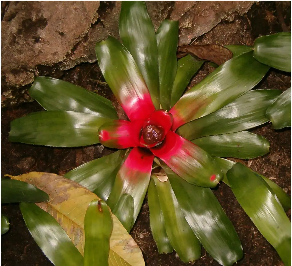 Reference photo of Blushing Bromeliad (Neoregelia carolinae)