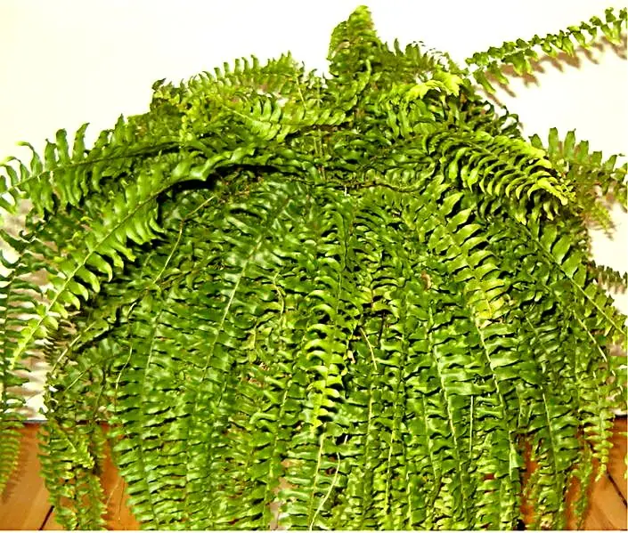 Reference photo of Boston Fern (Nephrolepis exaltata)