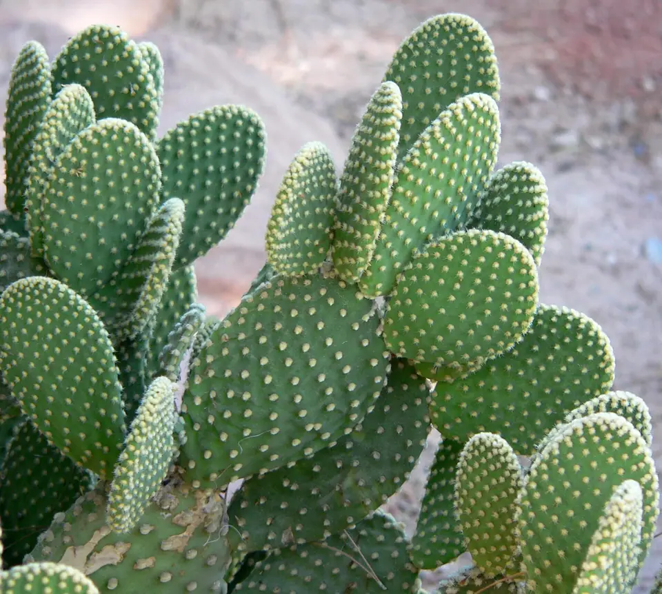Reference photo of Bunny Ears Cactus (Opuntia microdasys)