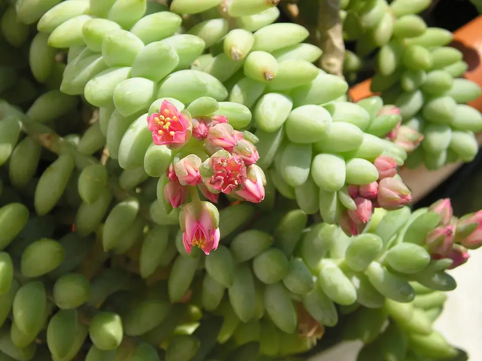 Reference photo of Burro's Tail (Sedum morganianum)