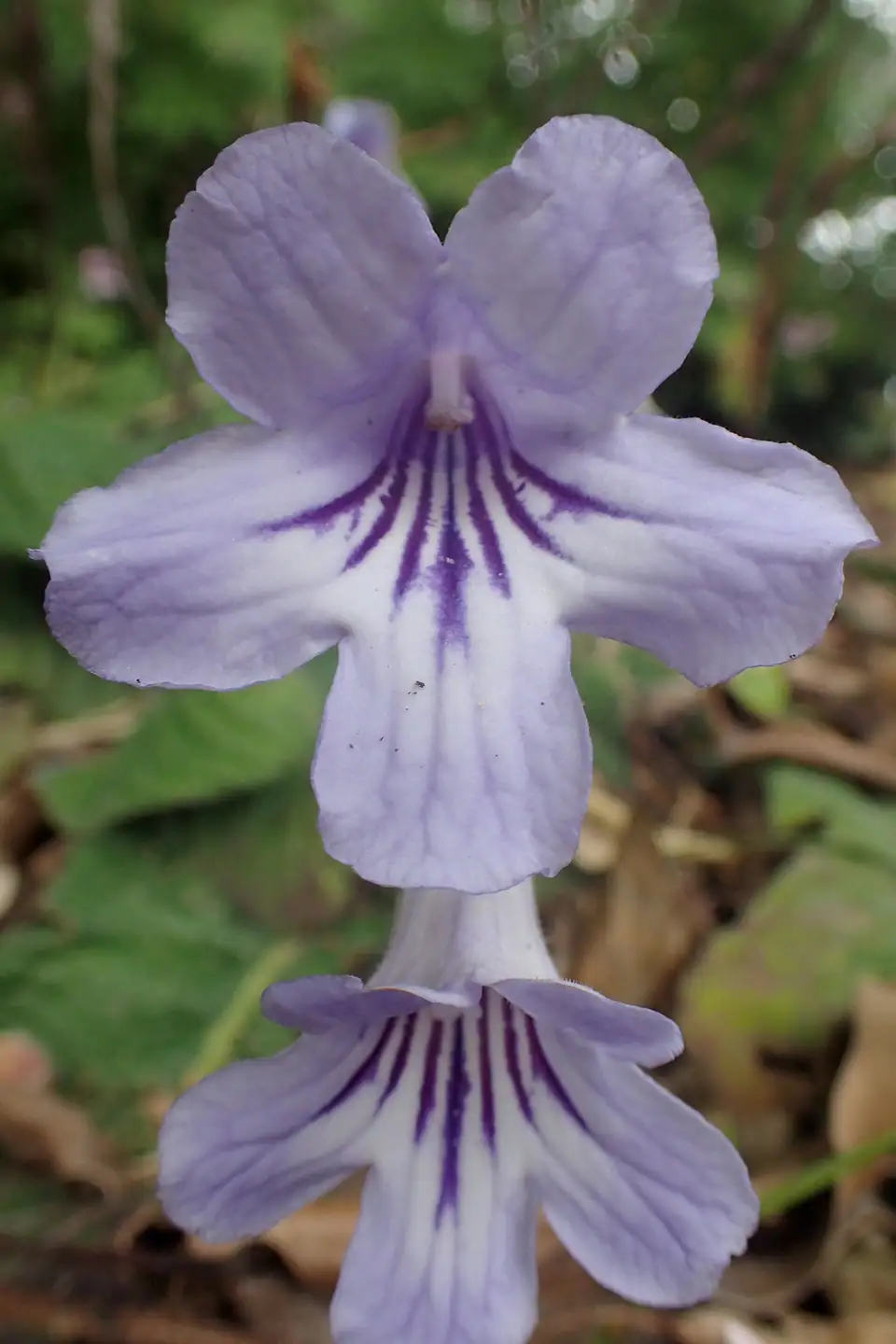 Reference photo of Cape Primrose (Streptocarpus rexii)