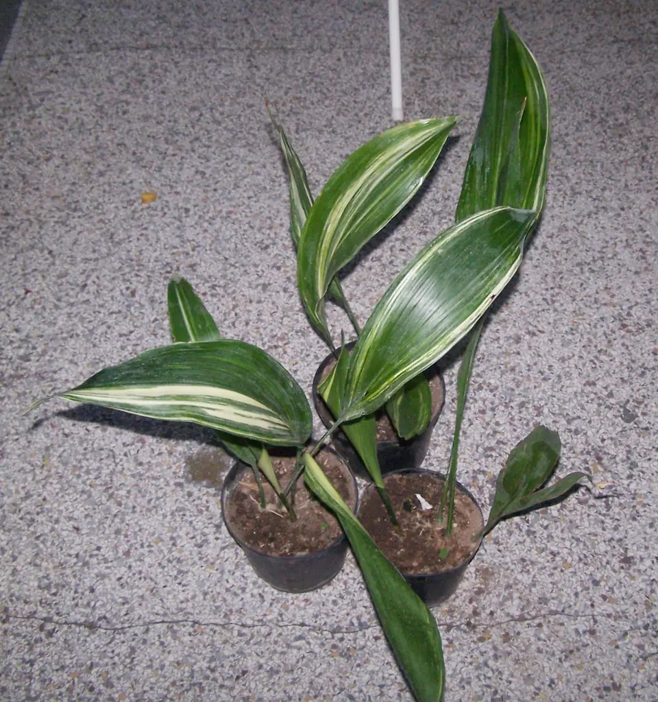 Reference photo of Cast Iron Plant (Aspidistra elatior)