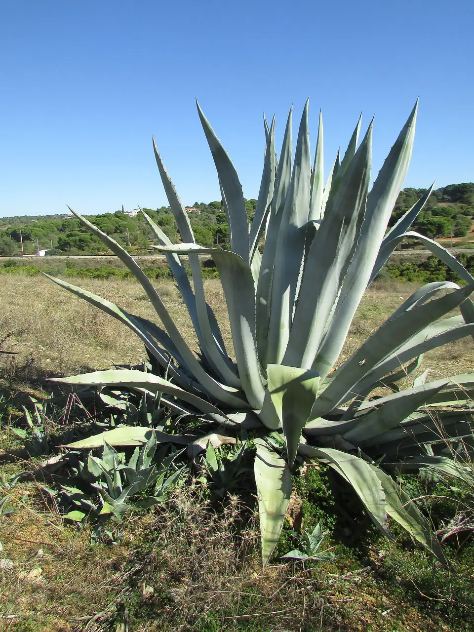 Reference photo of Century Plant (Agave americana)