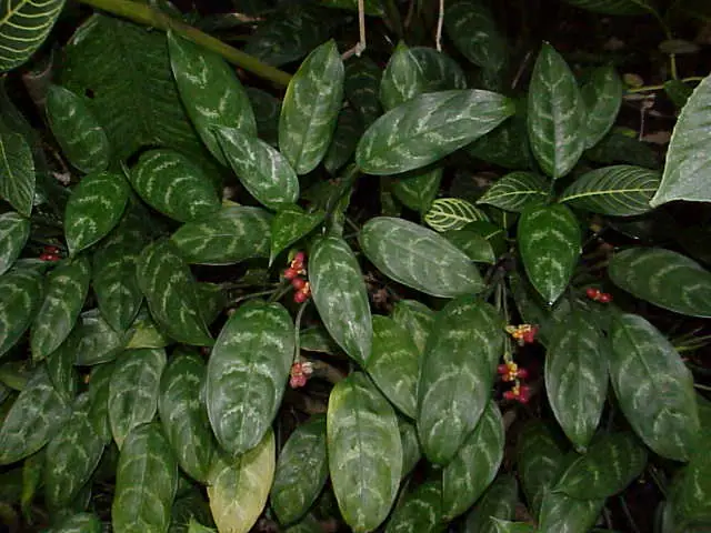 Reference photo of Chinese Evergreen (Aglaonema commutatum)