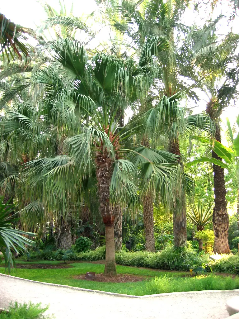 Reference photo of Chinese Fan Palm (Livistona chinensis)