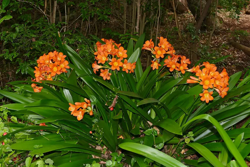 Reference photo of Clivia (Clivia miniata)
