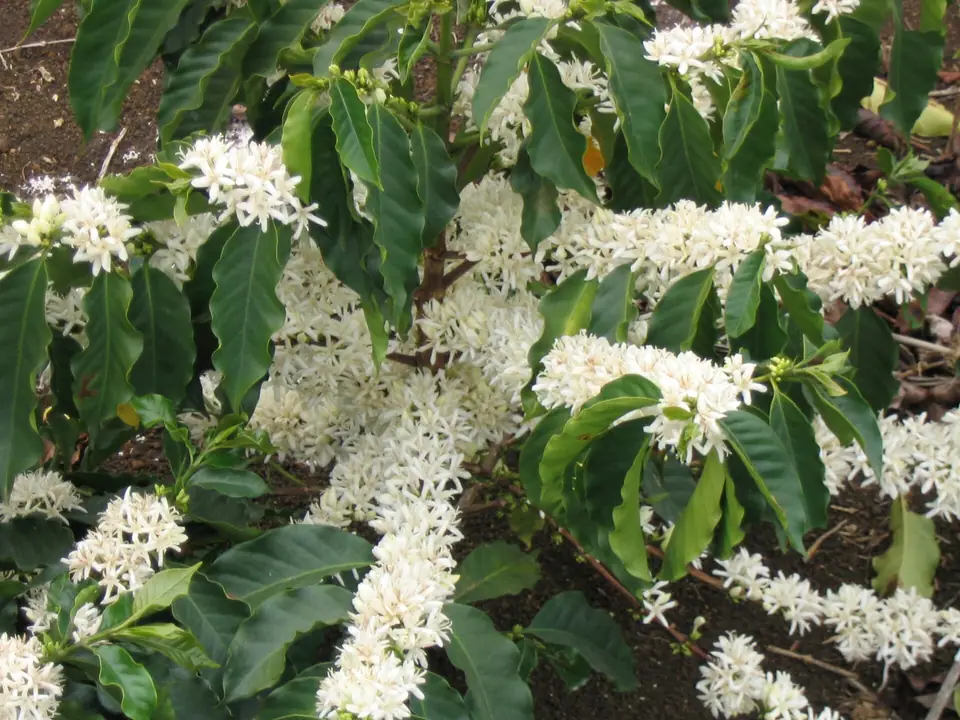 Reference photo of Coffee Plant (Coffea arabica)