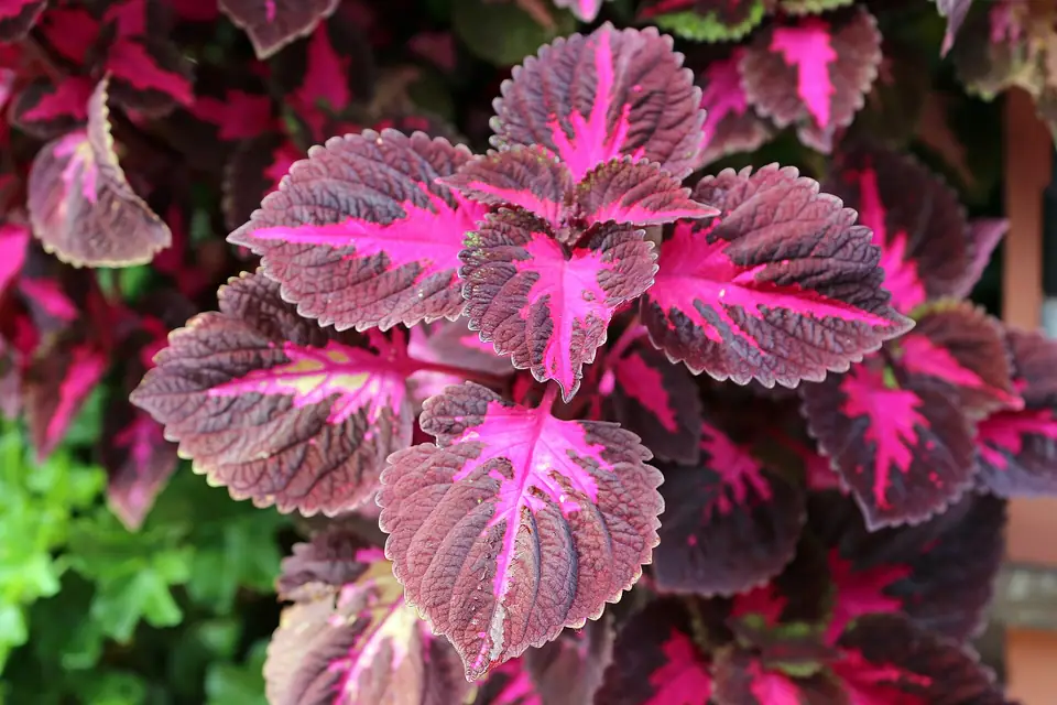 Reference photo of Coleus (Coleus scutellarioides)
