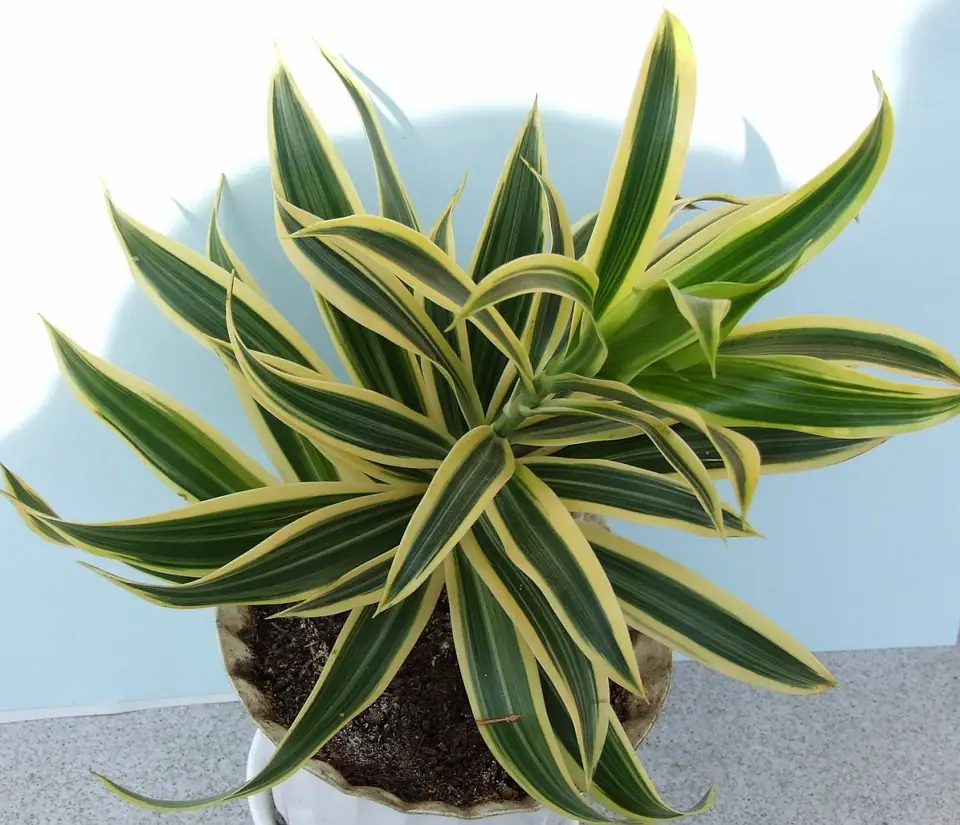 Reference photo of Corn Plant (Dracaena fragrans)