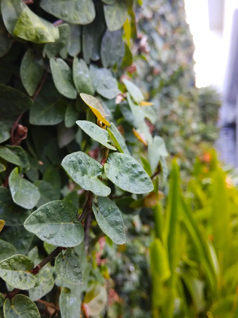 Reference photo of Creeping Fig (Ficus pumila)