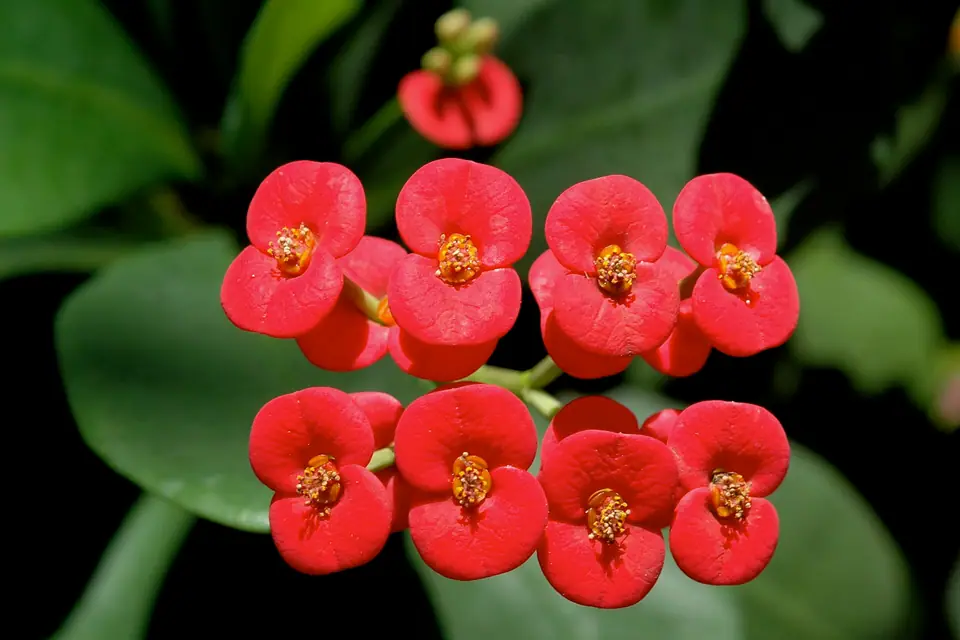 Reference photo of Crown of Thorns (Euphorbia milii)