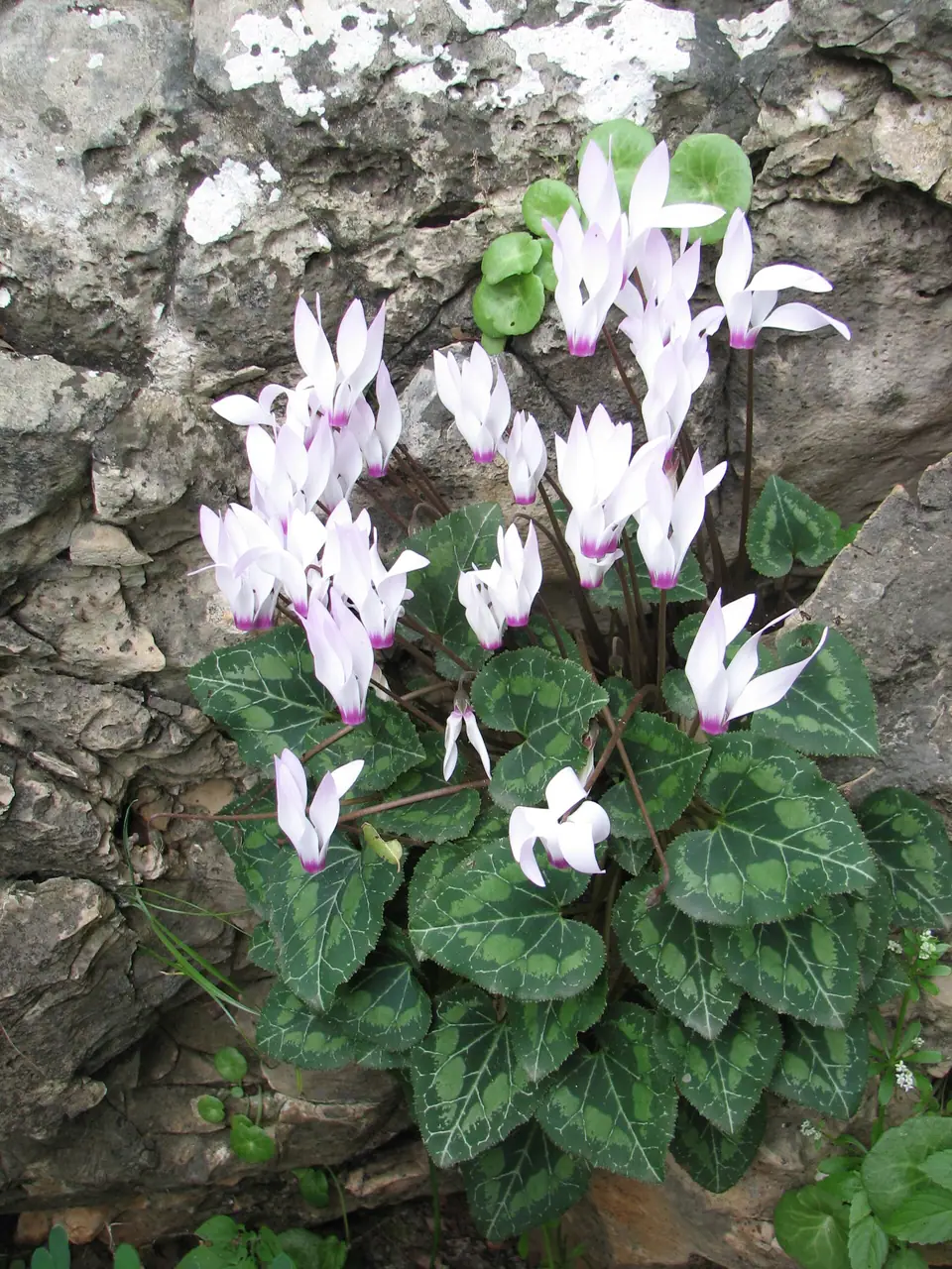 Reference photo of Cyclamen (Cyclamen persicum)