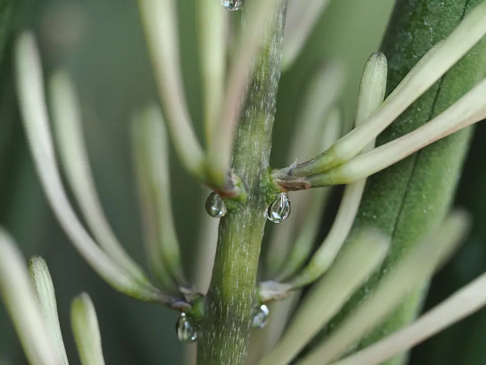 Reference photo of Cylindrical Snake Plant (Dracaena angolensis)