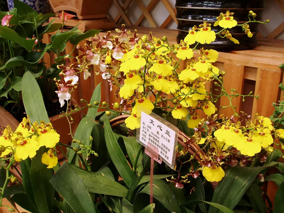 Reference photo of Dancing Lady Orchid (Oncidium flexuosum)
