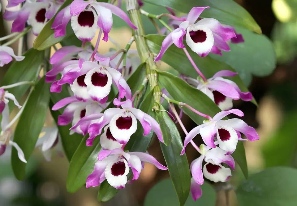 Reference photo of Dendrobium Orchid (Dendrobium nobile)