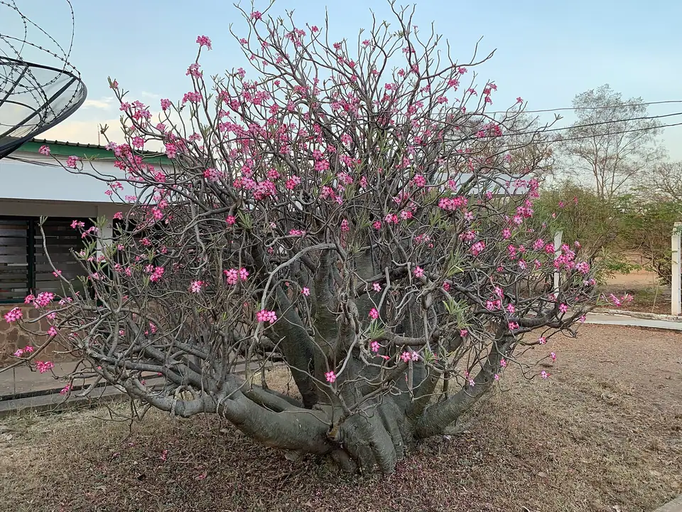 Reference photo of Desert Rose (Adenium obesum)