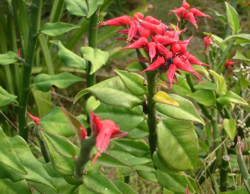 Reference photo of Devil's Backbone (Euphorbia tithymaloides)