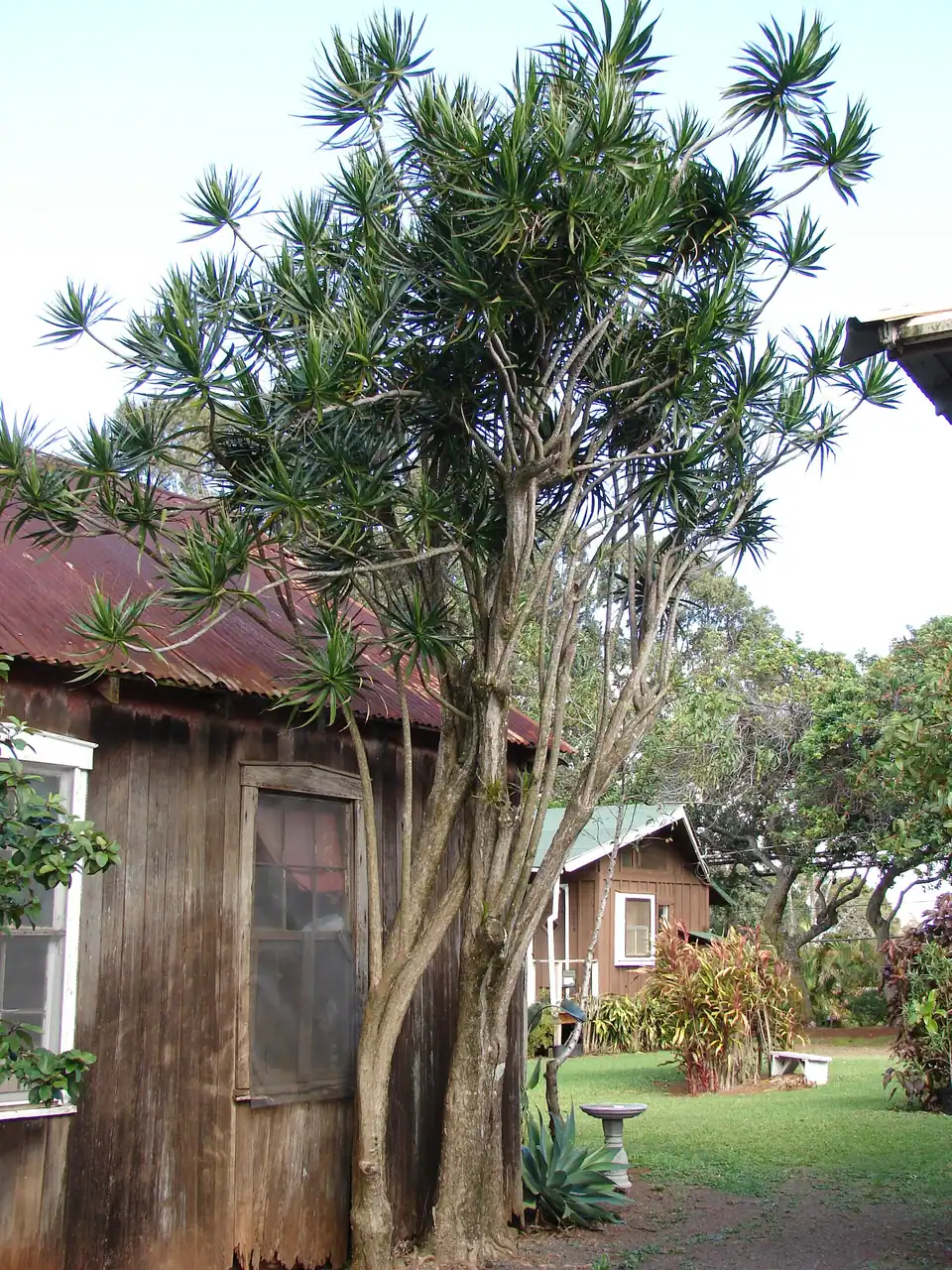 Reference photo of Dragon Tree (Dracaena marginata)