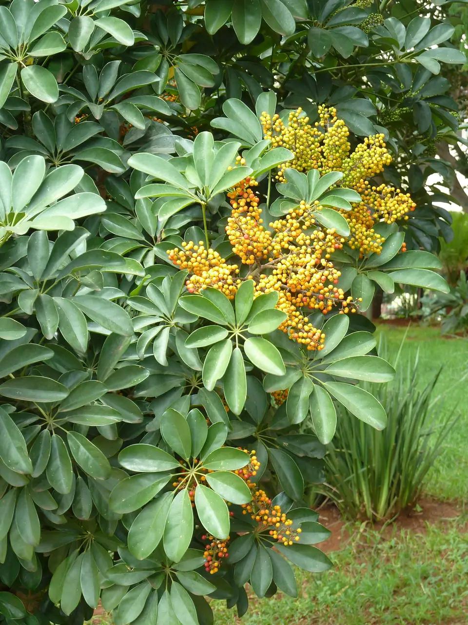 Reference photo of Dwarf Umbrella Tree (Schefflera arboricola)