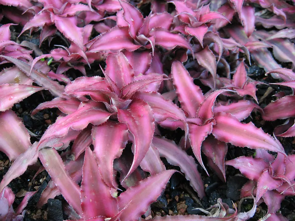 Reference photo of Earth Star (Cryptanthus bivittatus)